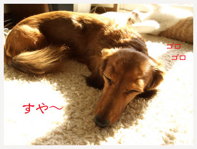 11すや〜ゴロゴロ.jpg