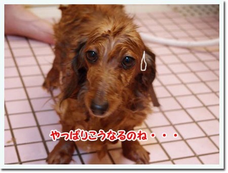 15美人になる方法 シャンプー.jpg