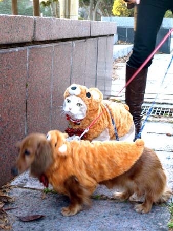 1 くまマイケル.jpg