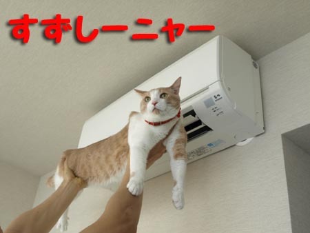 1 すずしーニャー.jpg