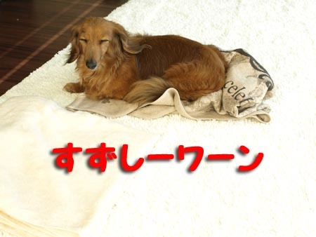 1 すずしーワーン.jpg