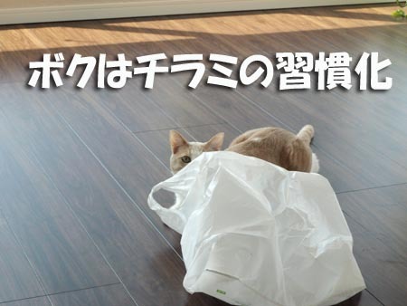 1 ちらみの習慣化.jpg