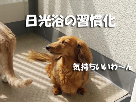 1 日光浴の習慣化.jpg