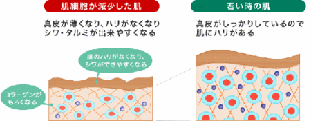 1セルバンクお肌の図.gif