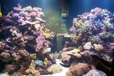 1宮島 サンゴ礁.jpg