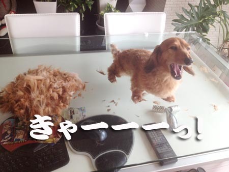 1散歩 きゃーーーっ!.jpg