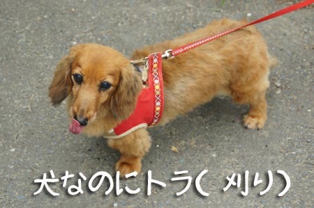 1散歩 犬なのにトラ.jpg