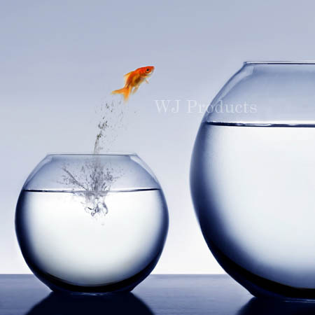 1金魚.jpg