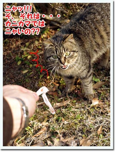 20美人になる方法 カニカマ.jpg