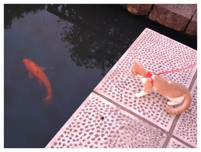 21初めての恋・・いや、鯉.jpg