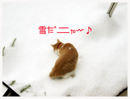 21美人になる方法 雪だニャー.jpg