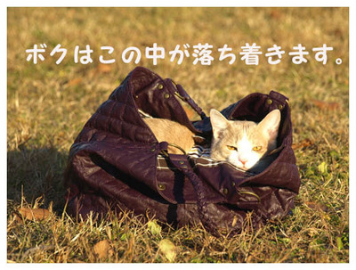 23バックの中のニャンコ.jpg