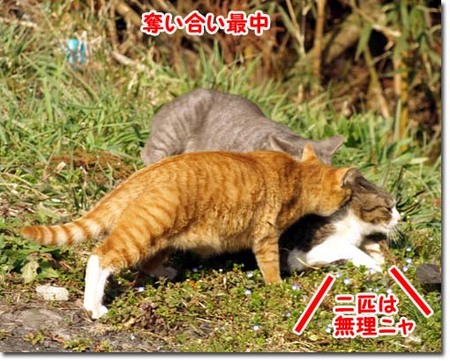 23美人になる方法 奪い合い最中.jpg