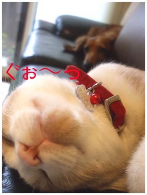 24ぐぉ〜画像.jpg