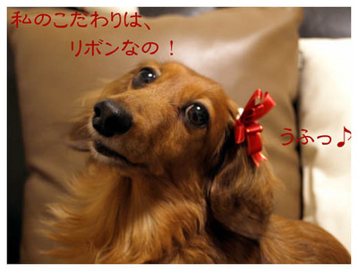 26ワンコこだわり.jpg