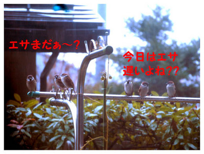 28エサを待つスズメたち.jpg