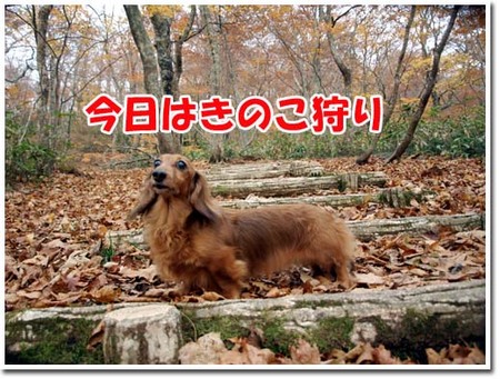 31美人になる方法 今日はきのこ狩り.jpg