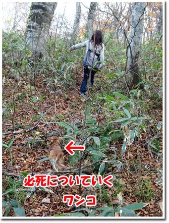 31美人になる方法 必死についていくワンコ.jpg