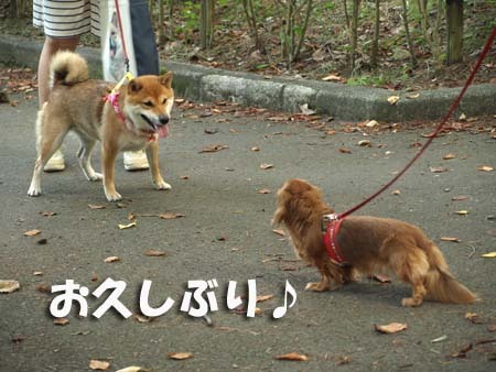 31 美人 お久しぶり♪.jpg
