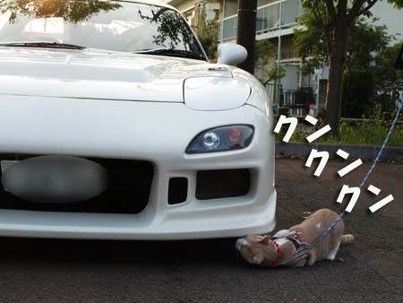 31 美人 クンクンクン.jpg