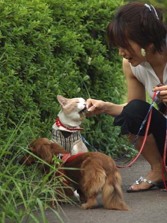 31 美人 マイケル草うめー画像.jpg