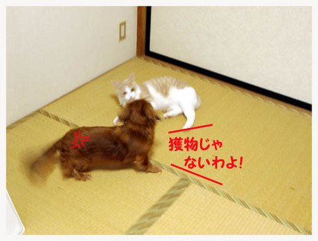 3美人になる方法 獲物じゃないわよ!.jpg