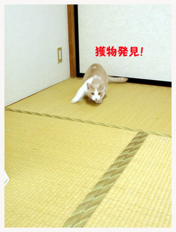3美人になる方法 獲物発見!.jpg