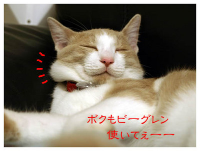 8痩せたいニャンコ.jpg