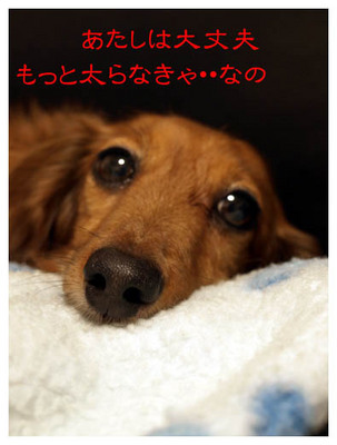 8太りたいワンコ.jpg