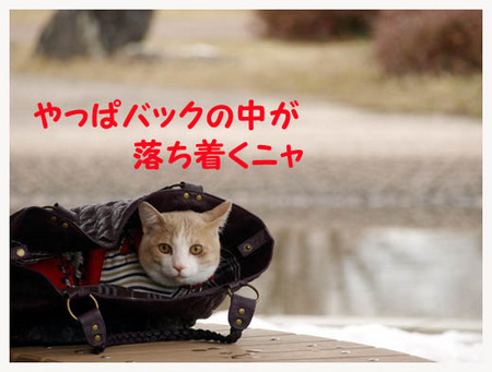 8美人になる方法 やっぱバックの中.jpg