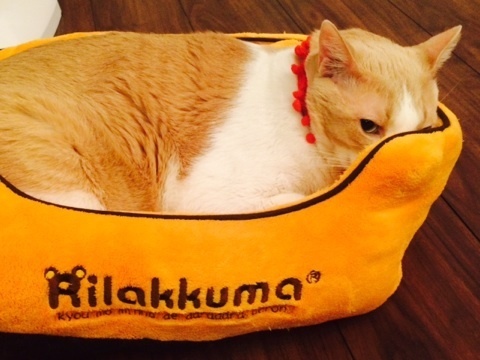 モモ マイケルの片目チラ見.jpg