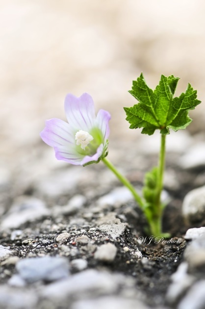 shutterstock_17524444.jpg