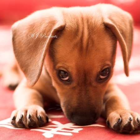 shutterstock_20228014.jpg
